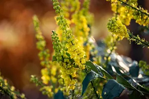 Mahonia media 'Winter Sun' - 7.5 Ltr pot - image 3