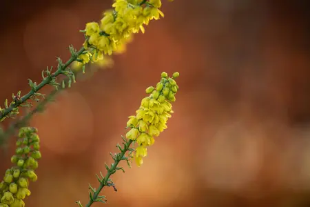 Mahonia media 'Winter Sun' - 7.5 Ltr pot - image 5