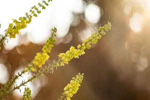 Mahonia media 'Winter Sun' - 60-70 CM C5 - image 4