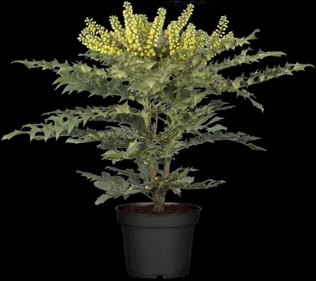 Mahonia media 'Winter Sun' - 5 Ltr pot - image 4