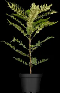 Mahonia media 'Winter Sun' - 80-100 CM C10 - image 2