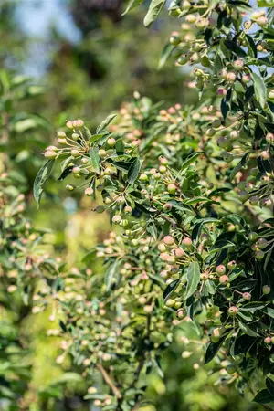 Malus 'Adirondack' - 1/2 STDS C10 - image 3