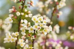 Malus 'Adirondack'