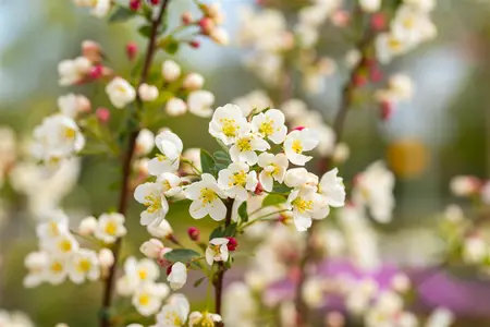 Malus 'Adirondack' - 1/2 STDS C10 - image 1