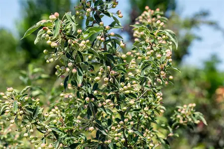 Malus 'Adirondack' - 60-80 CM RB - image 3