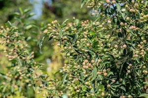 Malus 'Adirondack' - 80-100 CM RB - image 1