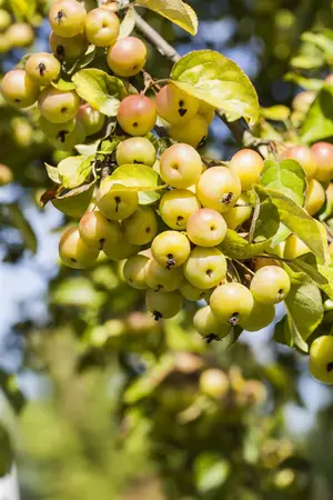 Malus 'Butterball' - 125-150 CM C25 - image 3