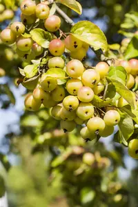 Malus 'Butterball' - 125-150 CM C25 - image 3