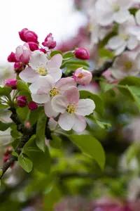 Malus 'Butterball' - STDS 12-14 CM RB - image 5