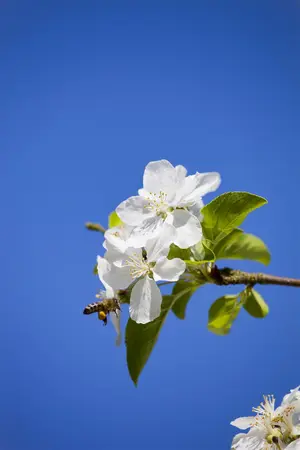 Malus 'Butterball' - STDS 18-20 CM RB - image 1