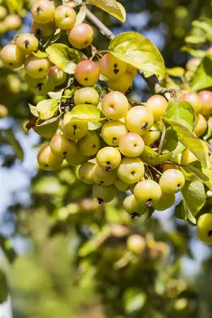 Malus 'Butterball' - STDS 12-14 CM CONT - image 3
