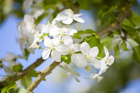Malus 'Butterball' - 125-150 CM C25 - image 2