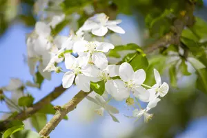 Malus 'Butterball' - 125-150 CM C25 - image 2