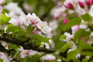 Malus 'Butterball' - 125-150 CM C25 - image 4
