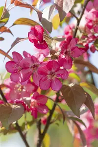 Malus Coccinella - STDS 8-10 CM - image 5