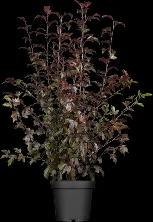 Malus Coccinella - STDS 8-10 CM RB - image 1