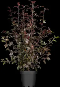 Malus Coccinella - STDS 10-12 CM RB - image 1