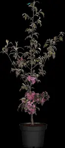 Malus Coccinella - STDS 8-10 CM RB - image 3