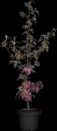 Malus Coccinella - STDS 10-12 CM RB - image 3