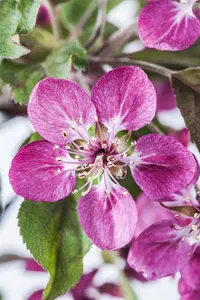 Malus 'Courtarou'