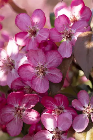 Malus 'Courtarou' - MULTISTEM 300-350 CM RB - image 2