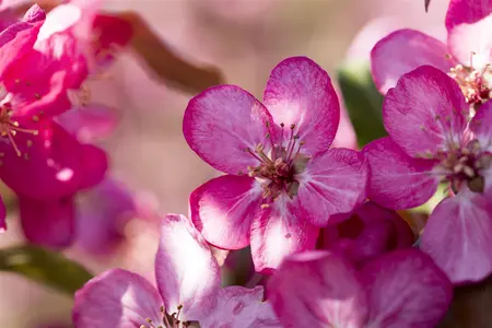 Malus 'Courtarou' - MULTISTEM 300-350 CM RB - image 4
