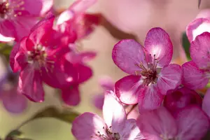 Malus 'Courtarou' - MULTISTEM 300-350 CM RB - image 5