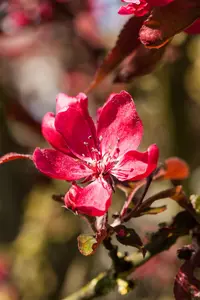 Malus 'Dark Rosaleen'