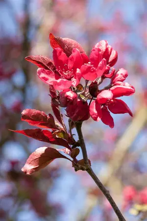 Malus 'Dark Rosaleen' - 1/2 STDS C7.5 - image 2
