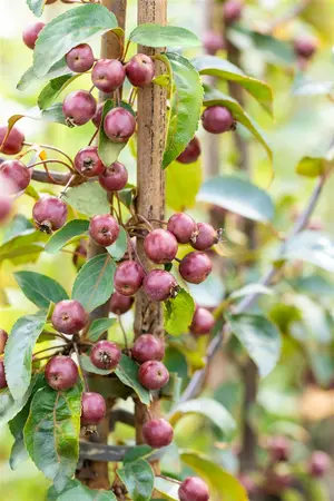 Malus 'Dark Rosaleen' - 1/2 STDS C7.5 - image 4
