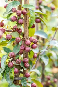 Malus 'Dark Rosaleen' - 1/2 STDS C7.5 - image 4