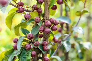 Malus 'Dark Rosaleen' - 1/2 STDS C7.5 - image 3