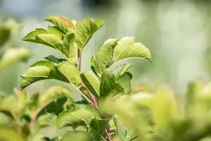 Malus 'Director Moerland' - 150 CM STEM C10 - image 2