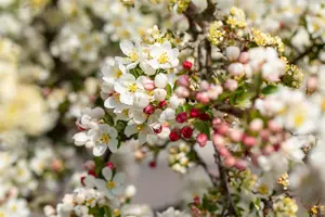 Malus 'Director Moerland' - 150 CM STEM C10 - image 4