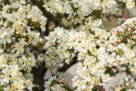 Malus 'Director Moerland' - 150 CM STEM C10 - image 5