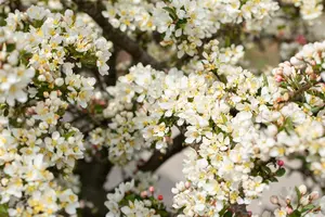 Malus 'Director Moerland' - 150 CM STEM C10 - image 5