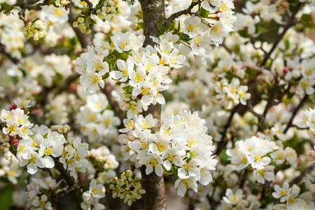 Malus 'Director Moerland' - 150 CM STEM C10 - image 3