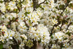 Malus 'Director Moerland' - 150 CM STEM C10 - image 3