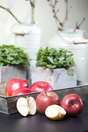 Malus dom. 'Braeburn' - 7L pot/2 yr bush - image 5