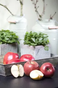Malus dom. 'Braeburn' - 7L pot/2 yr bush - image 5