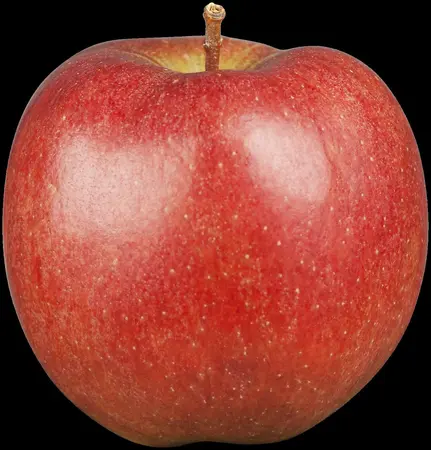 Malus dom. 'Braeburn' - 7L pot/2 yr bush - image 1