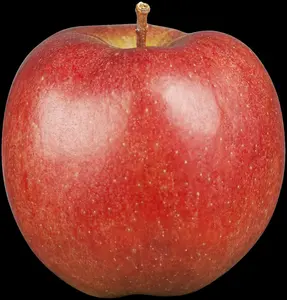Malus dom. 'Braeburn'