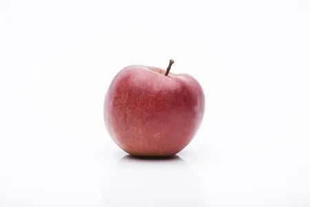 Malus dom. 'Braeburn' - 7L pot/2 yr bush - image 4