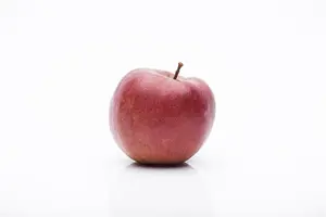 Malus dom. 'Braeburn' - 7L pot/2 yr bush - image 4