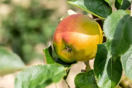 Malus dom. 'Bramley's Seedling' - 100-125 CM C10