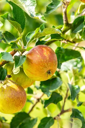 Malus dom. 'Cox's Orange Pippin' - U-SHAPE C25 - image 2