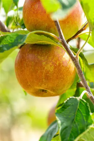 Malus dom. 'Cox's Orange Pippin' - U-SHAPE C25 - image 3