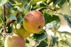Malus dom. 'Cox's Orange Pippin'