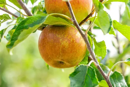 Malus dom. 'Cox's Orange Pippin' - STDS 10-12 CM RB - image 4