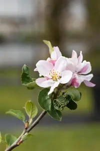 Malus dom. 'Ecolette' - 7L pot/2 yr bush - image 5